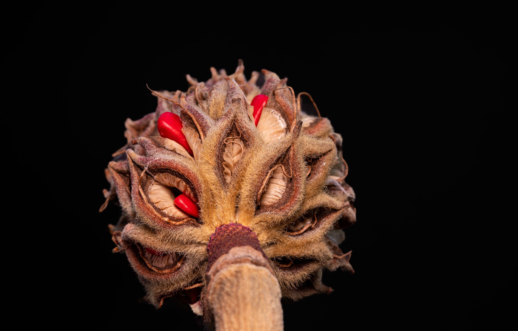 Magnolia Sprout
