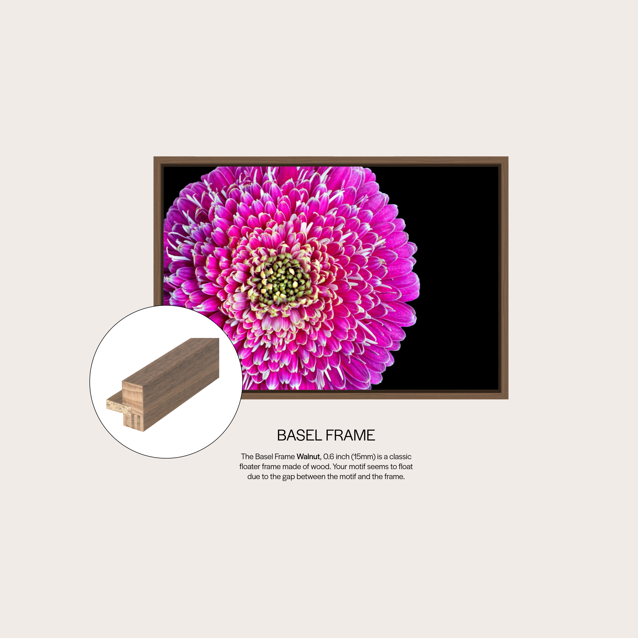 Barberton Daisy