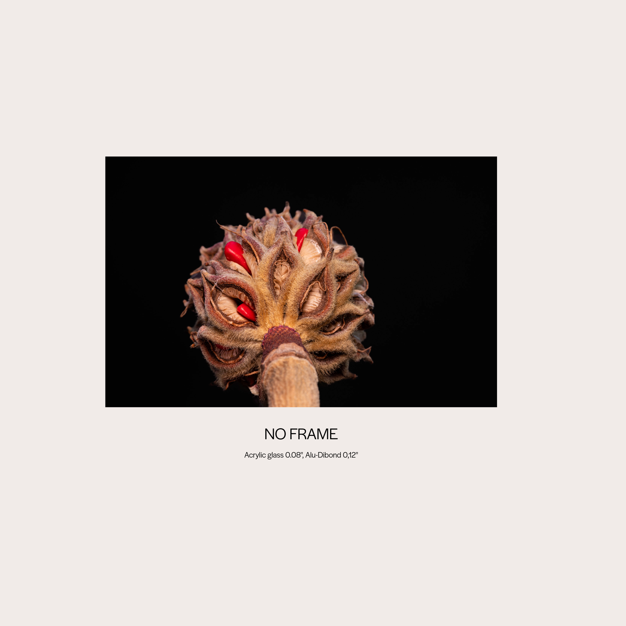 Magnolia Sprout
