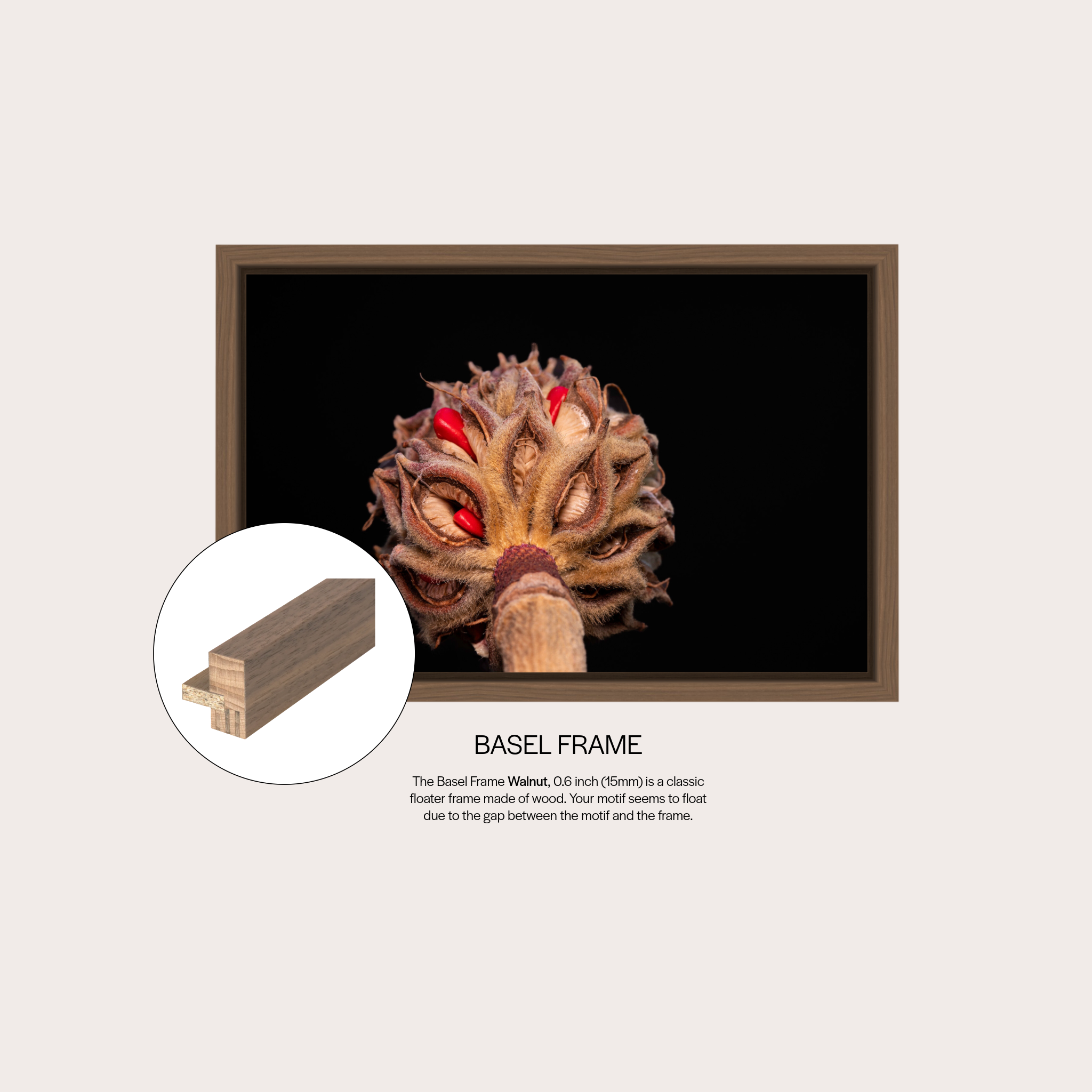 Magnolia Sprout