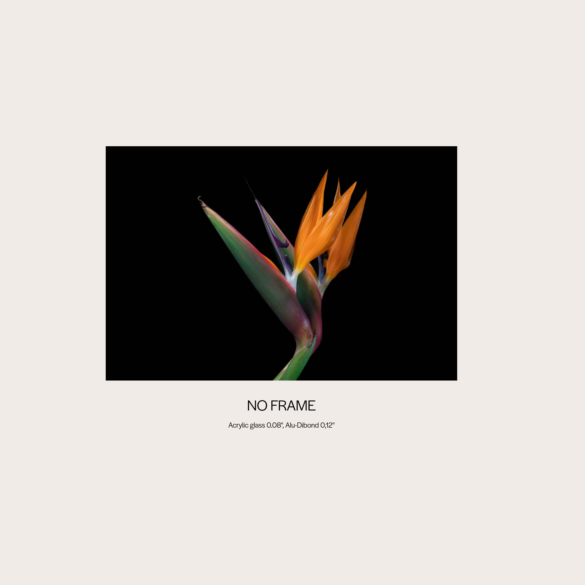 Birds of Paradise