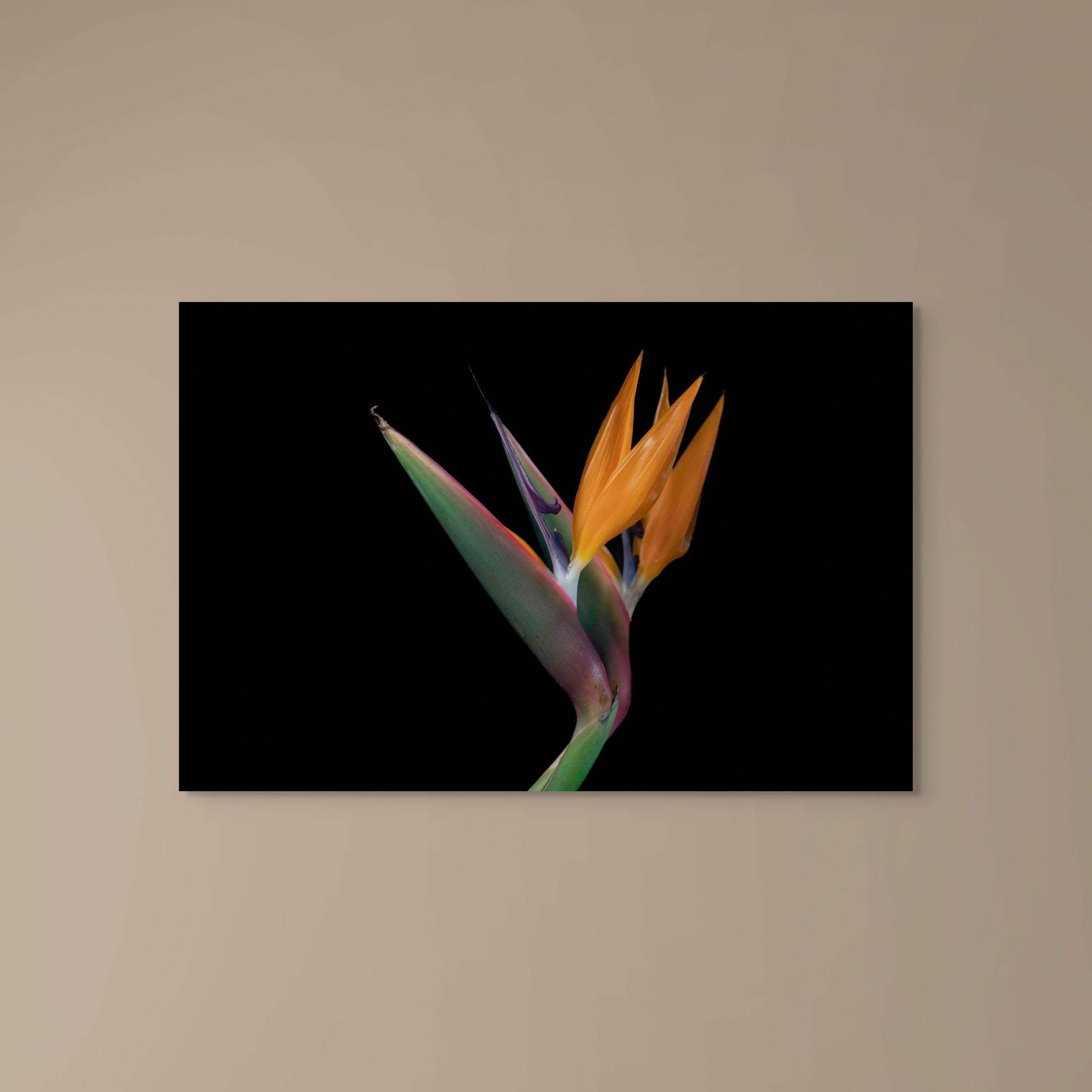 Birds of Paradise