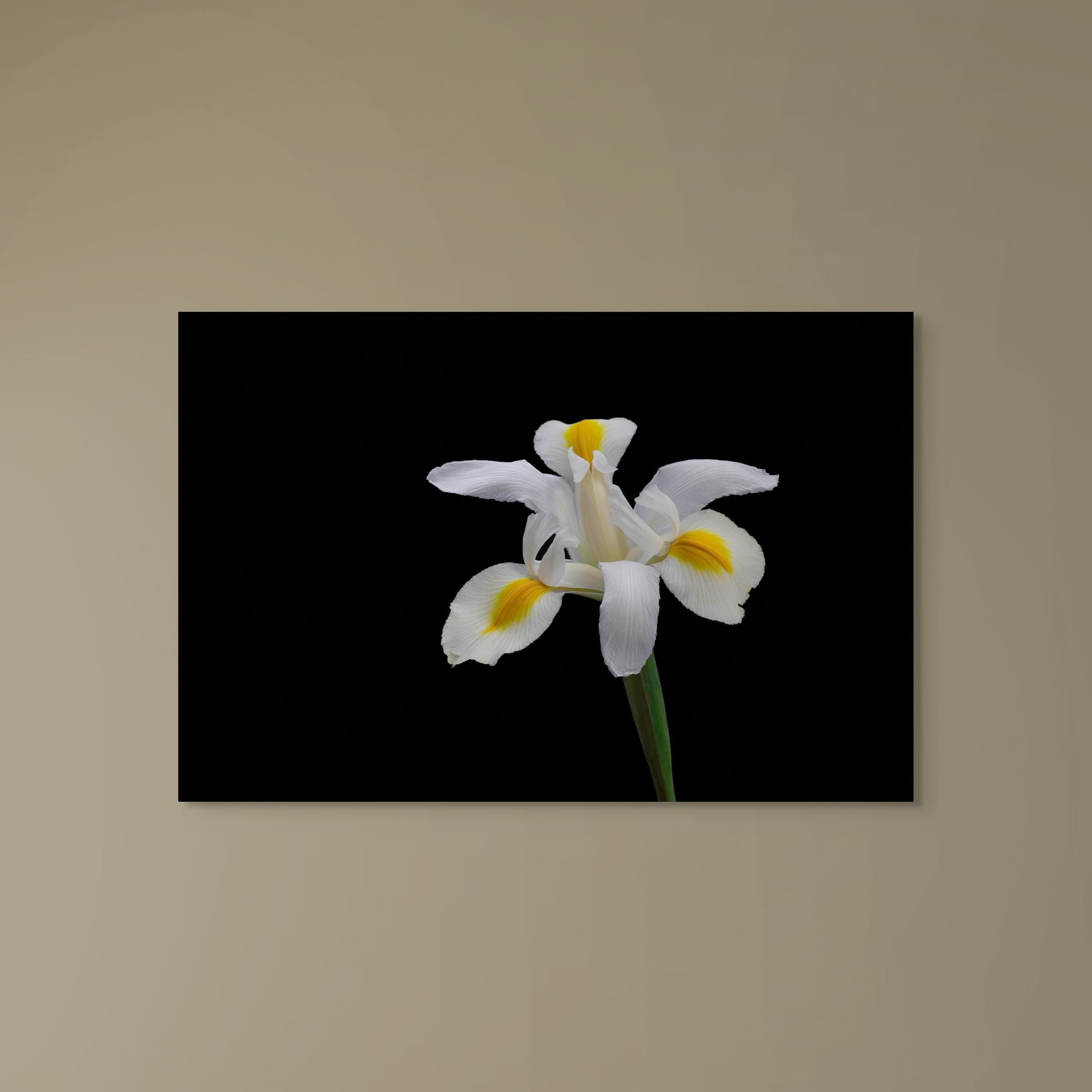 White Iris