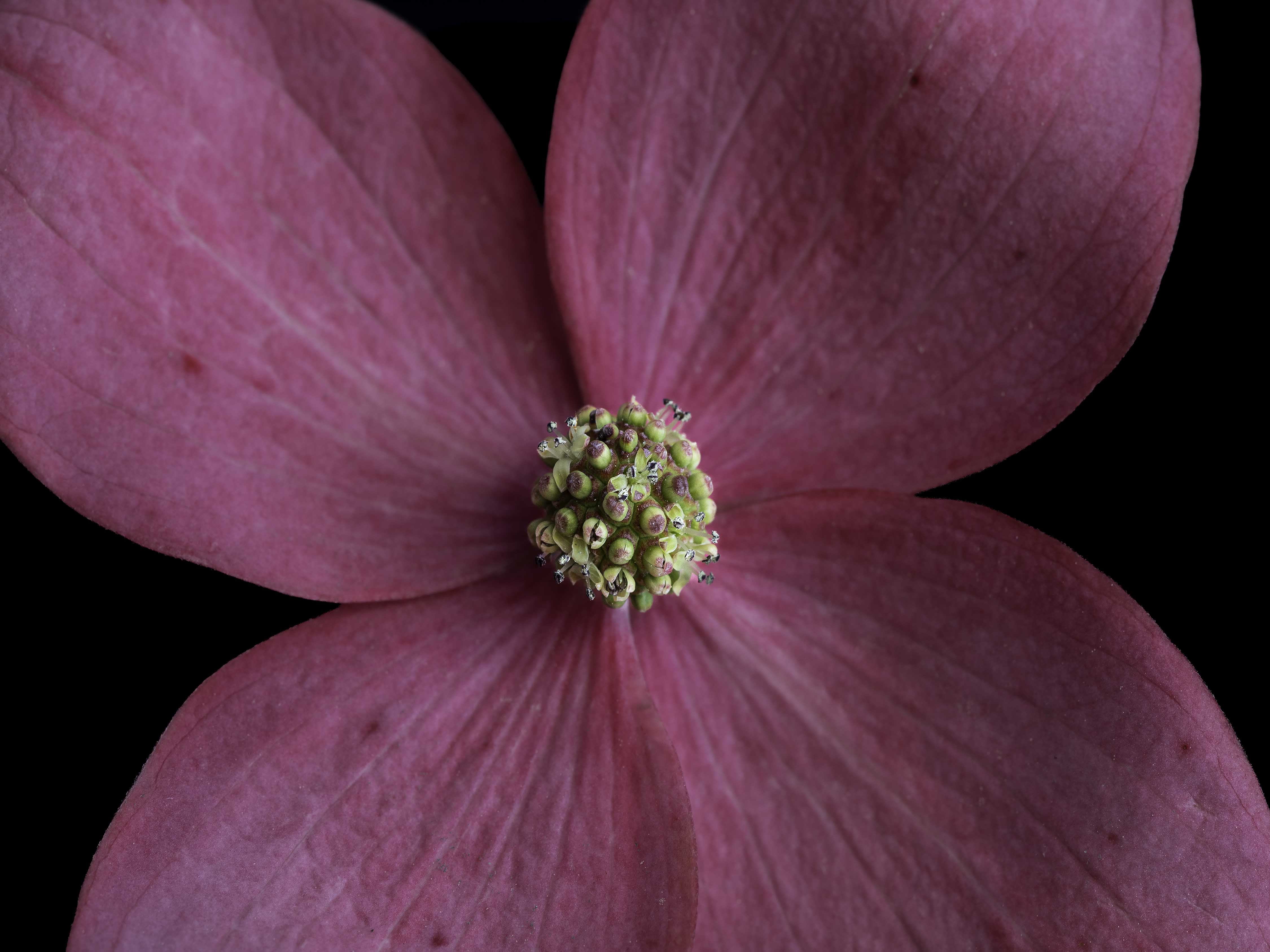 Blush Pop