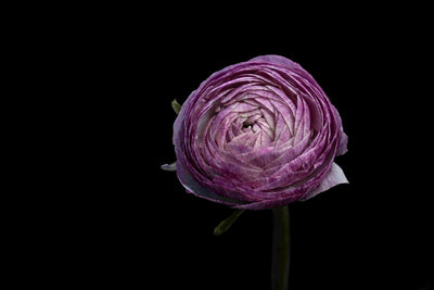 Purple Vogue