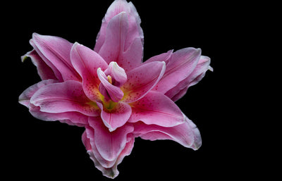 Pink Lily