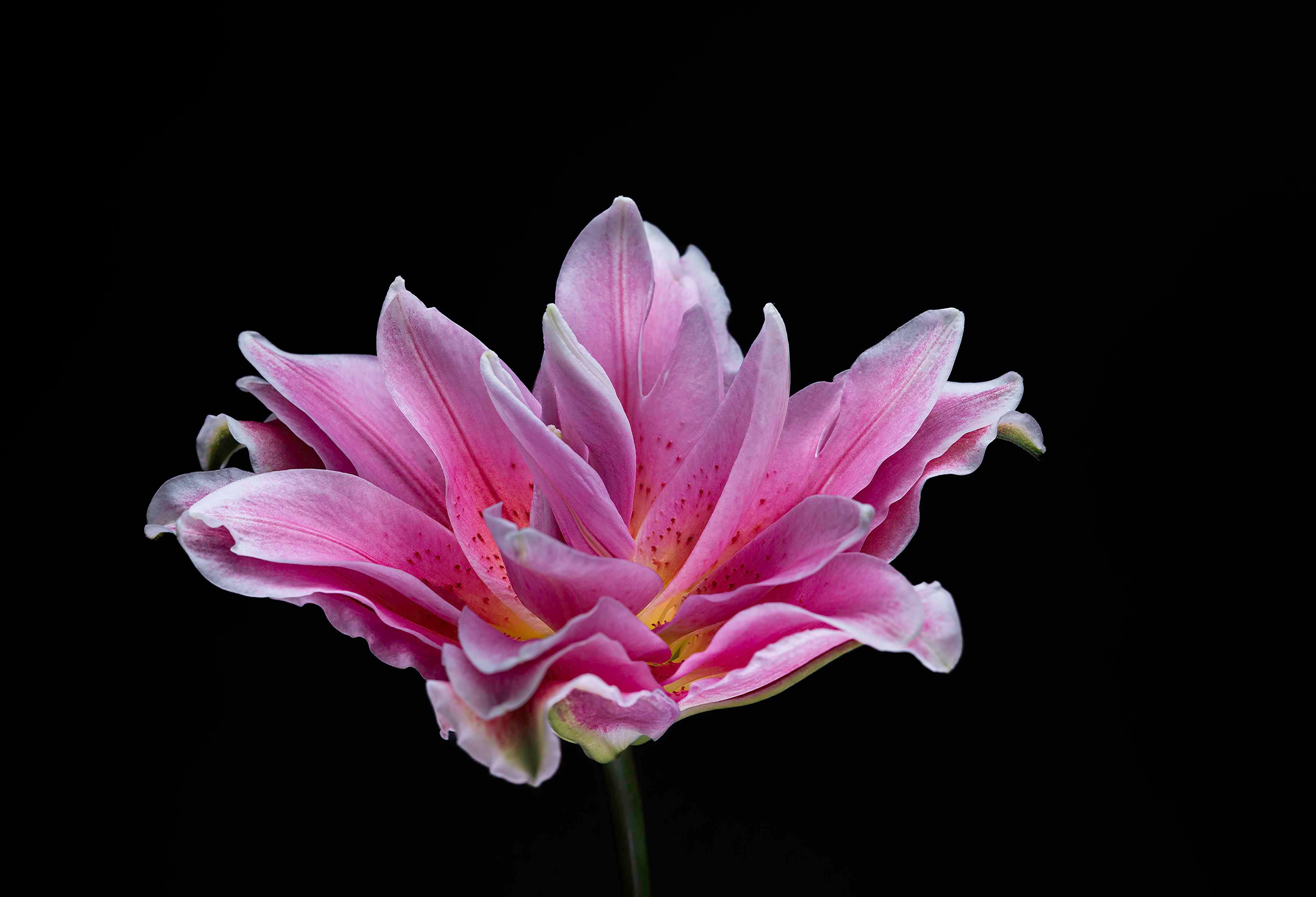 Showy Lily