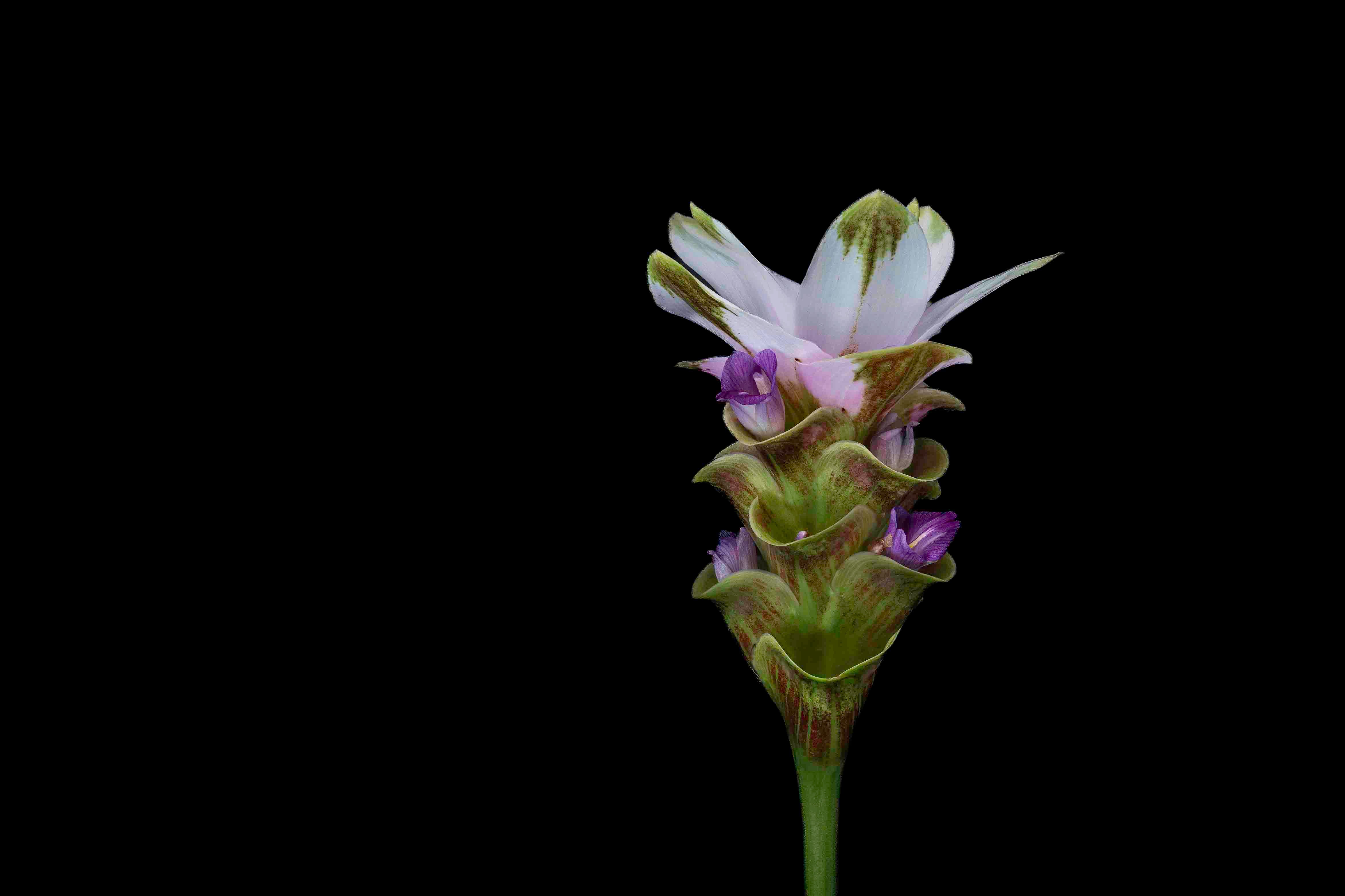 Petal Mojo