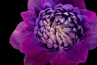 Velvet Crown