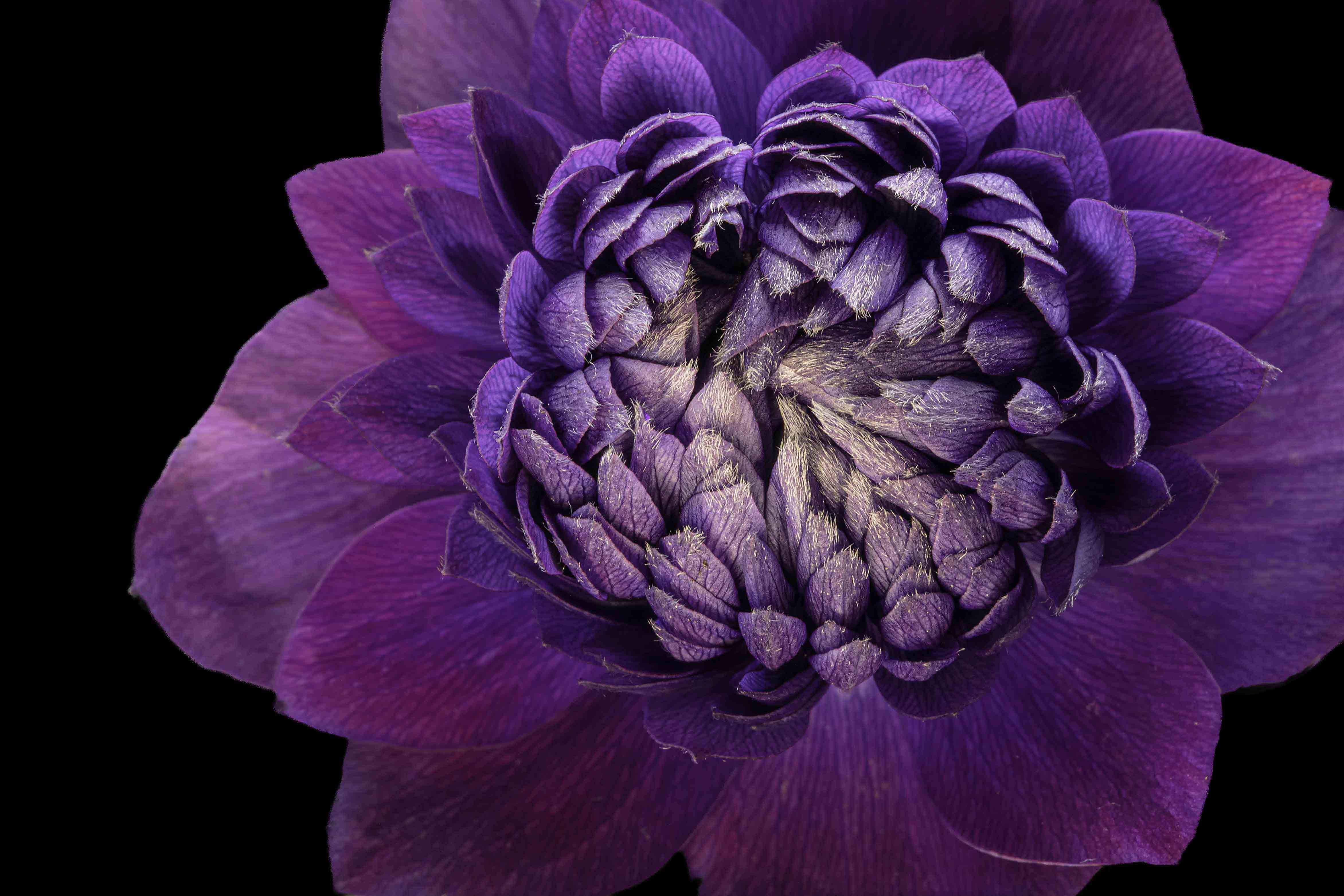 Velvet Crown