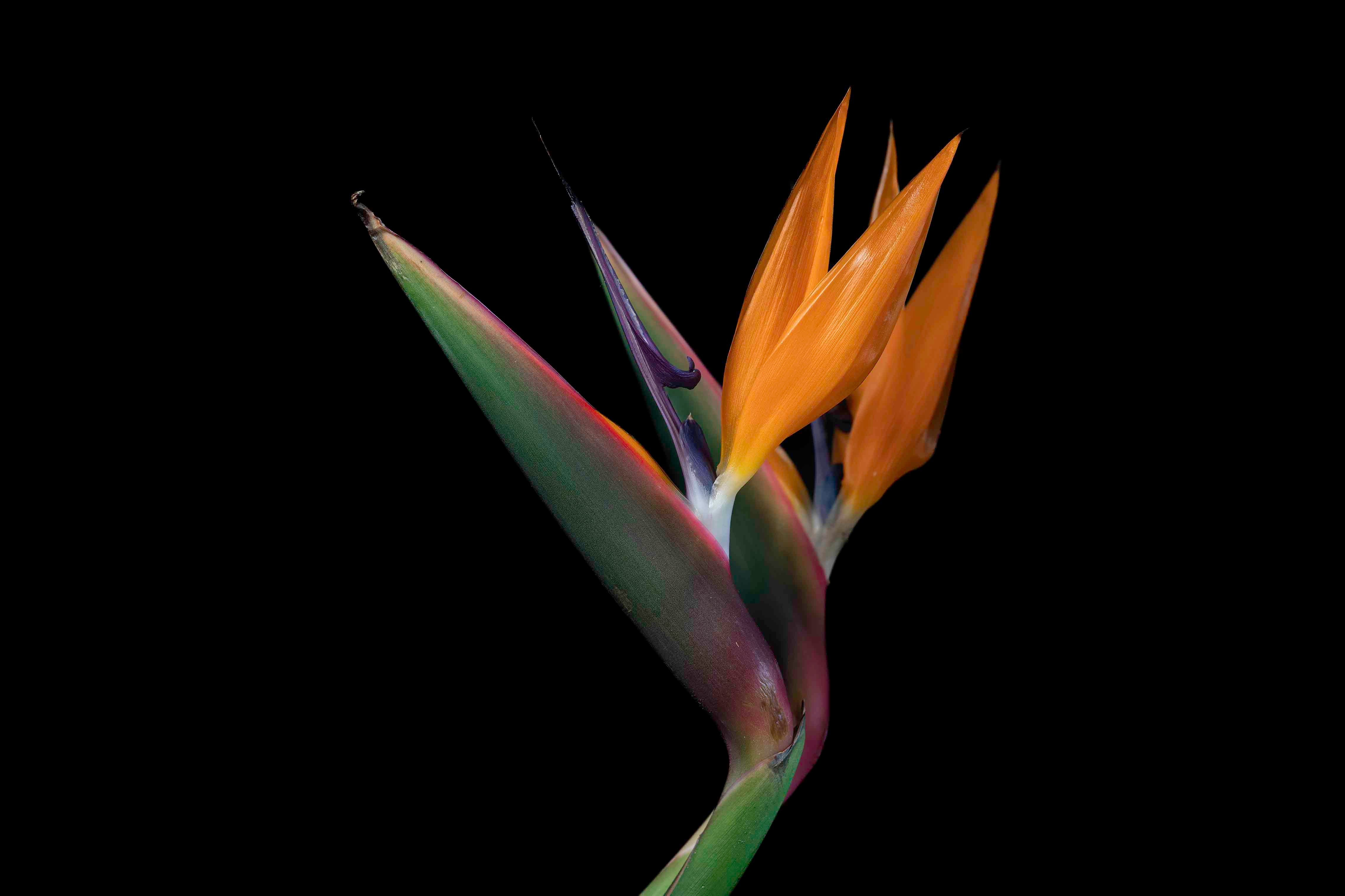 Birds of Paradise