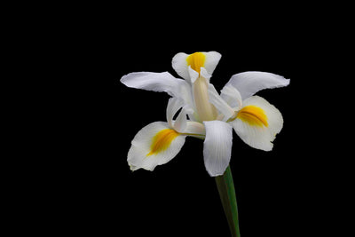 White Iris