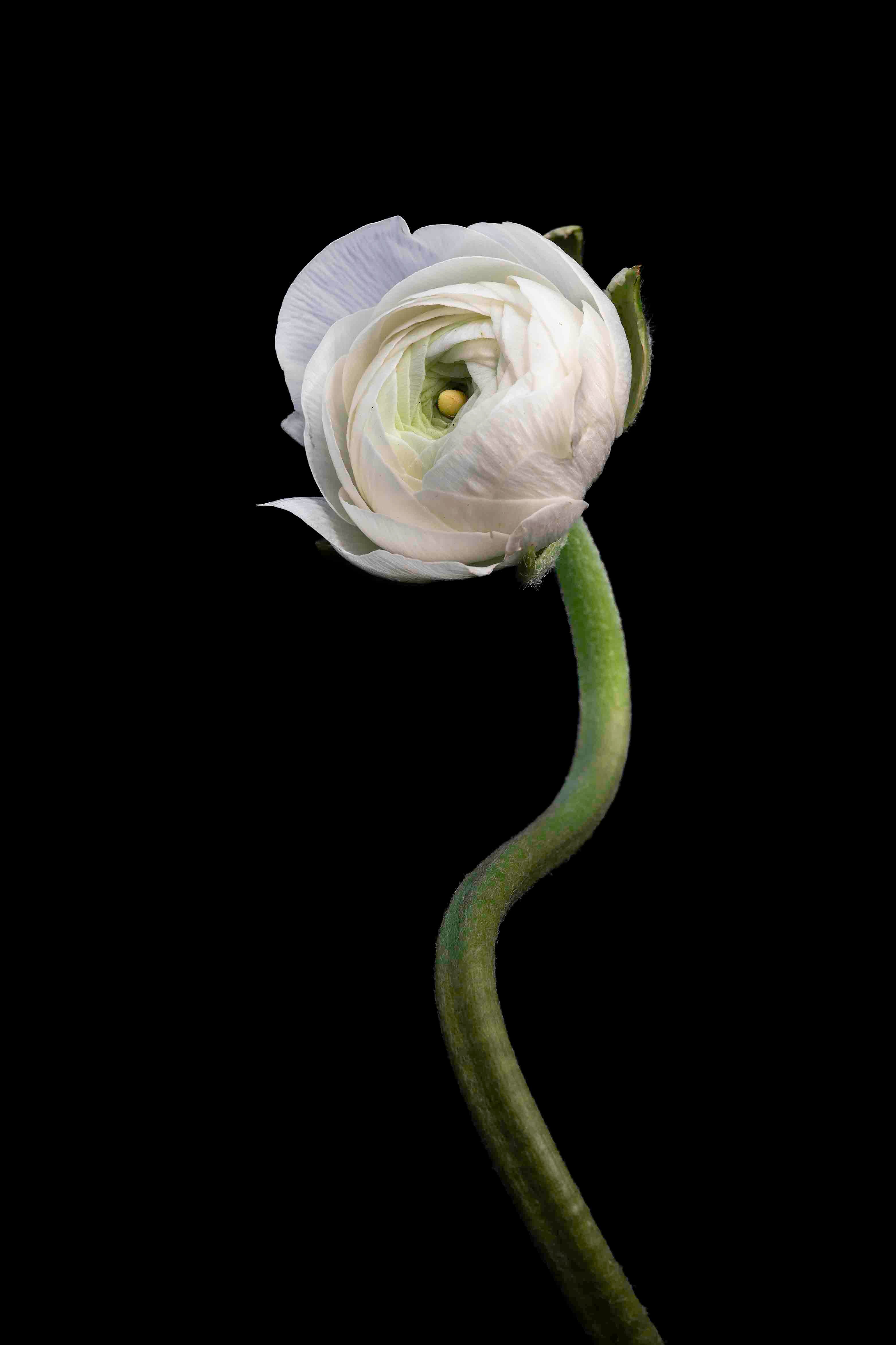 White Buttercup