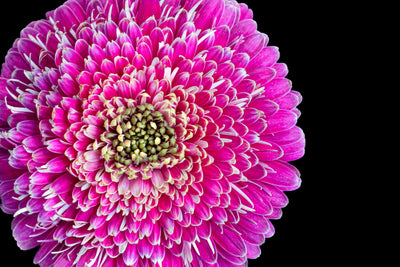 Barberton Daisy