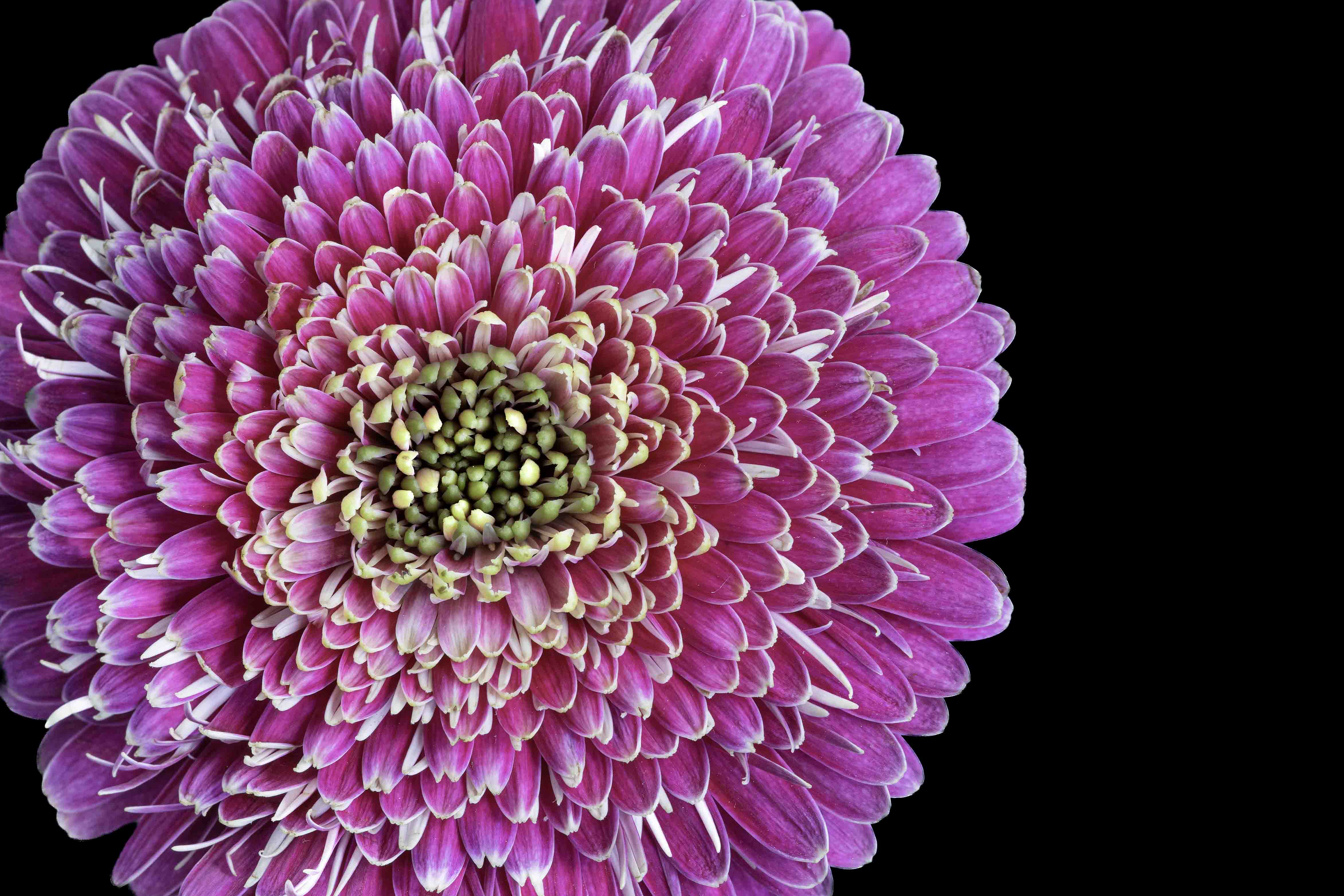 Barberton Daisy