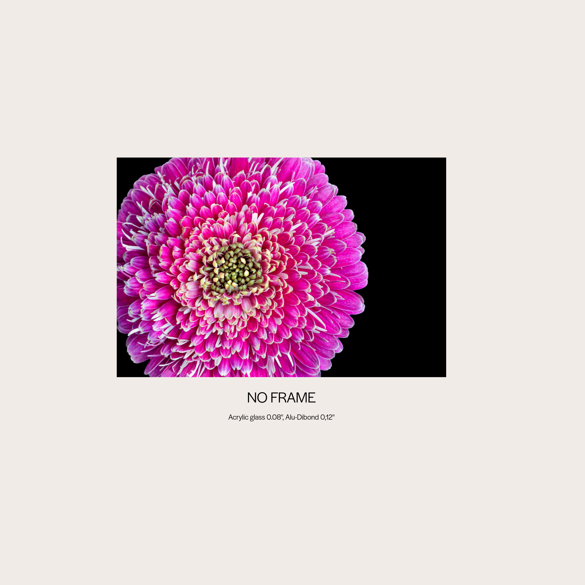 Barberton Daisy