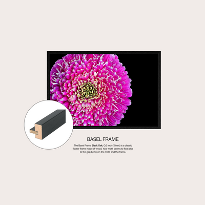 Barberton Daisy