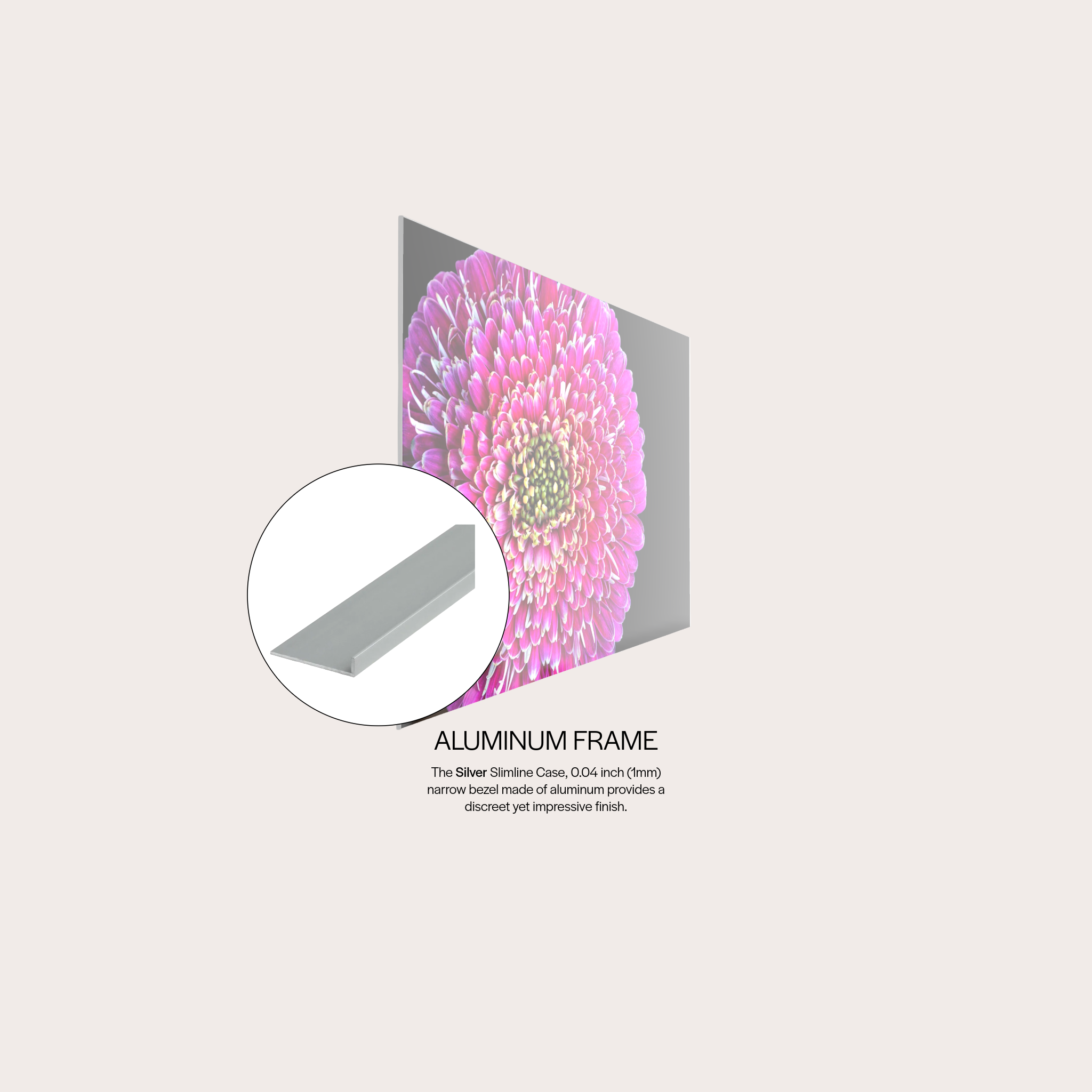 Barberton Daisy