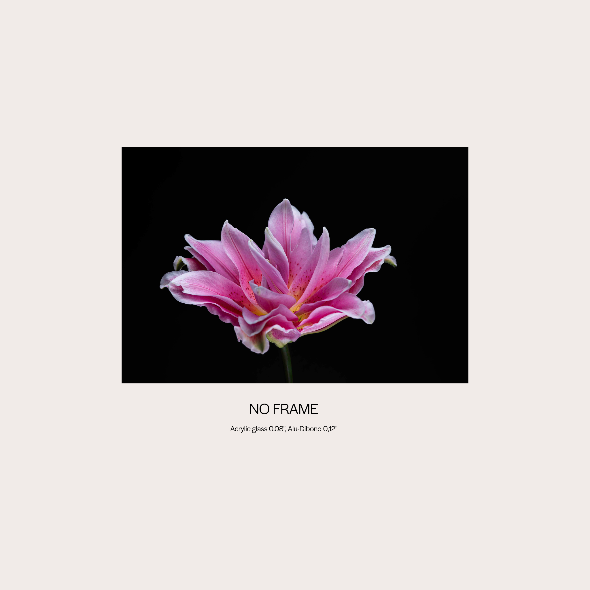 Showy Lily