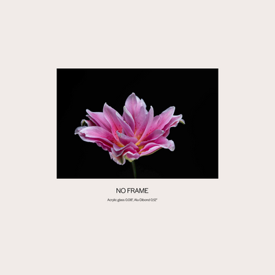Showy Lily