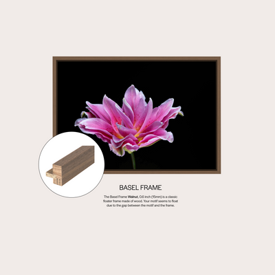 Showy Lily