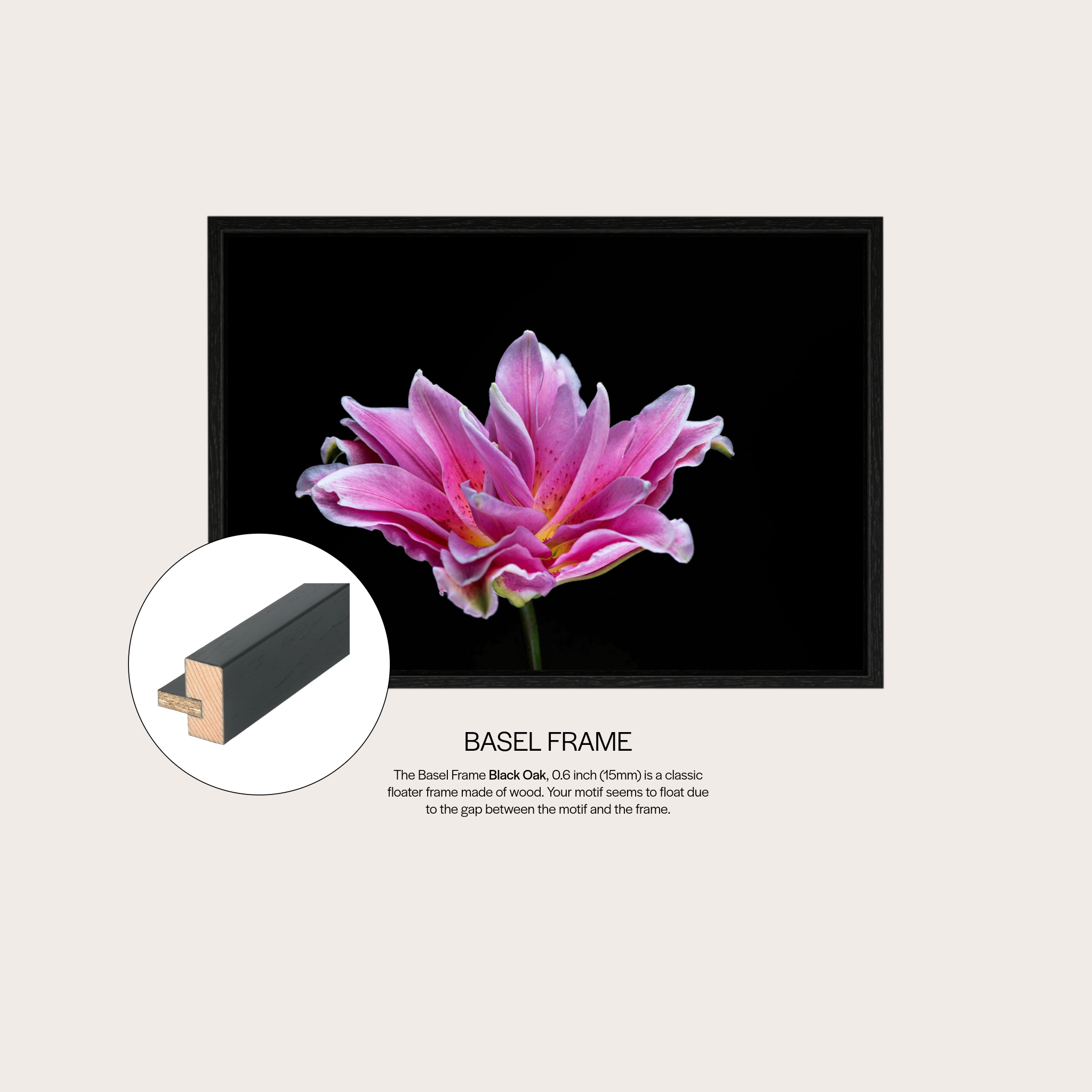 Showy Lily