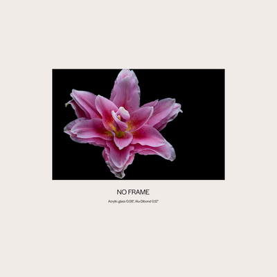 Pink Lily