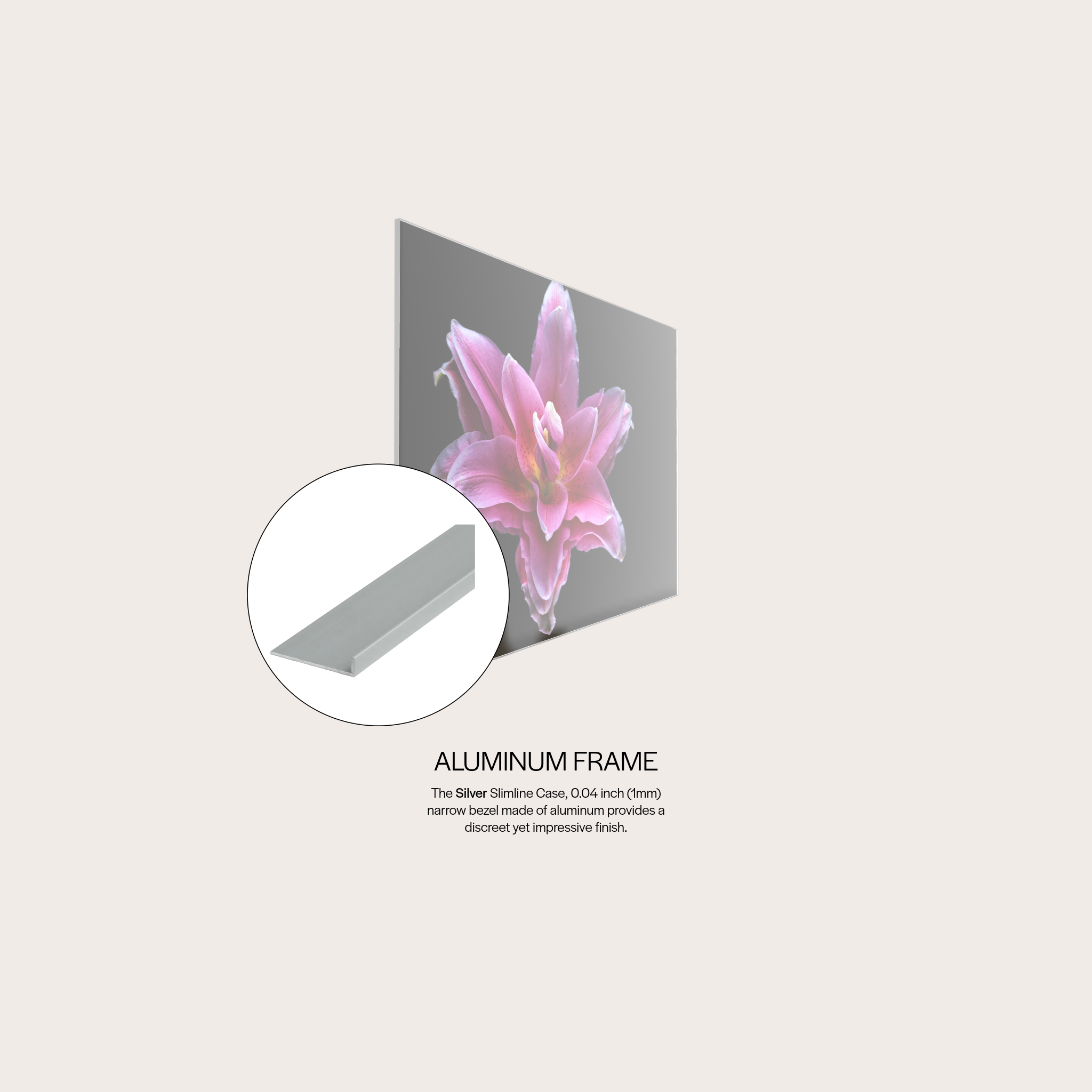 Pink Lily
