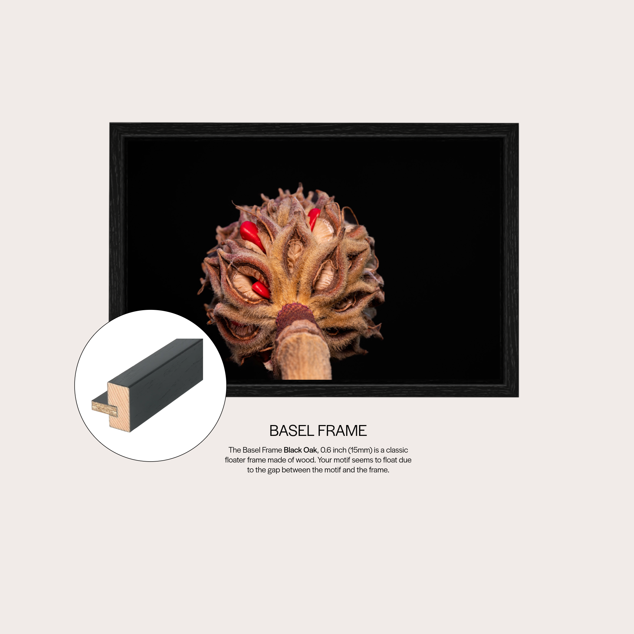 Magnolia Sprout
