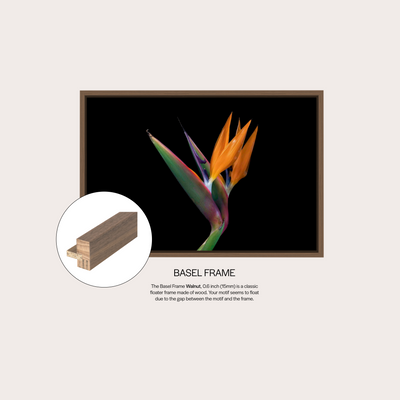 Birds of Paradise