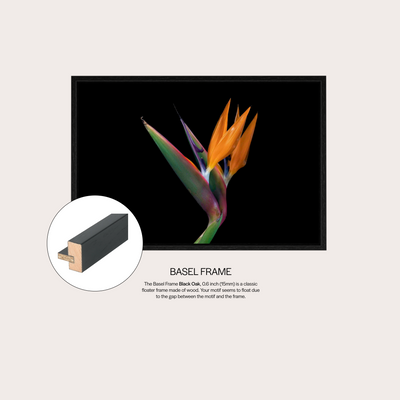 Birds of Paradise