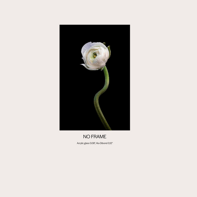 White Buttercup