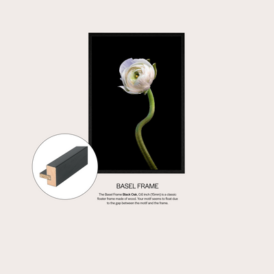 White Buttercup
