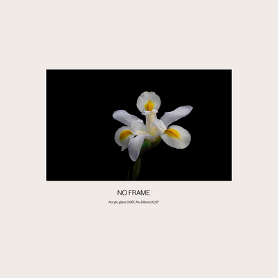 White Iris