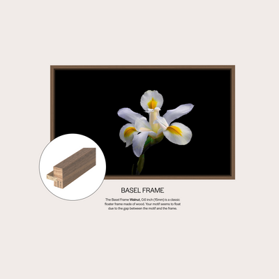White Iris