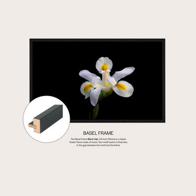 White Iris