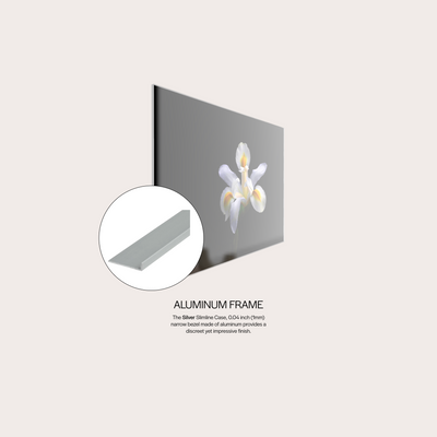 White Iris