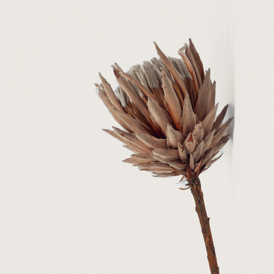 Dried Protea Tea Towel
