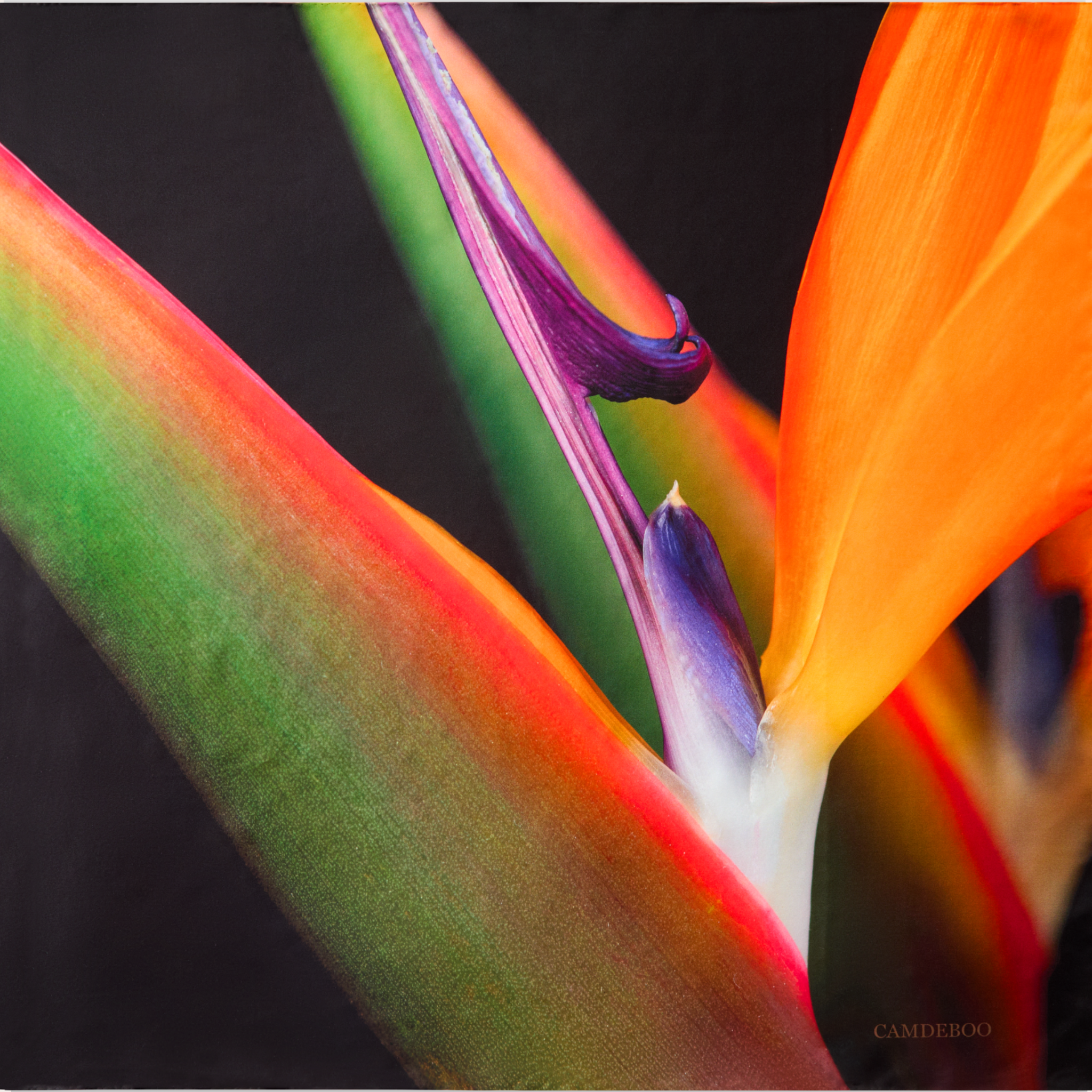Strelitzia Scarf