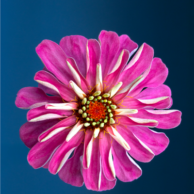 Zinnia Tea Towel