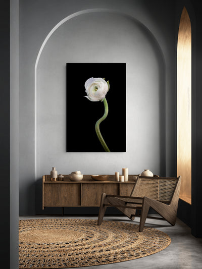White Buttercup