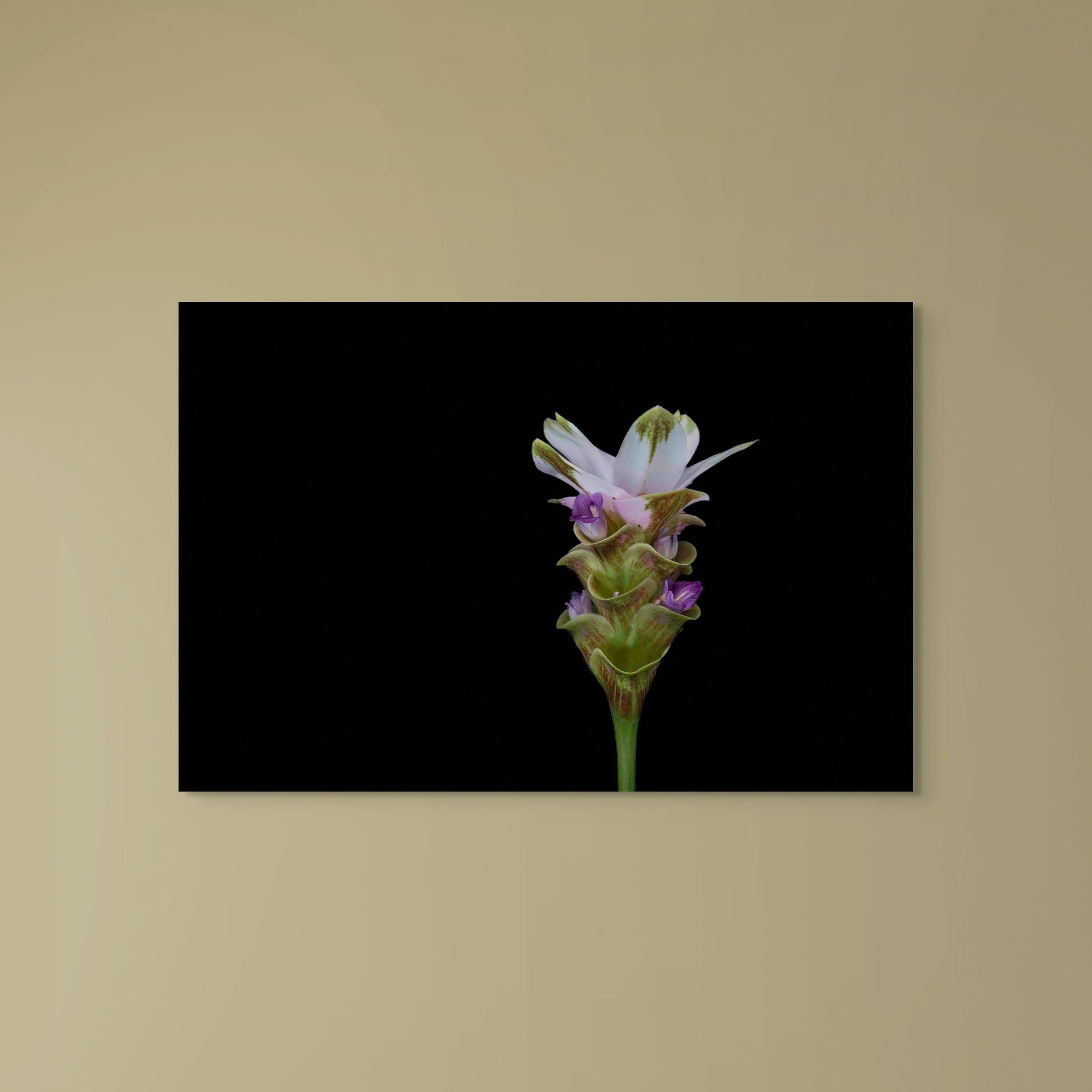 Petal Mojo
