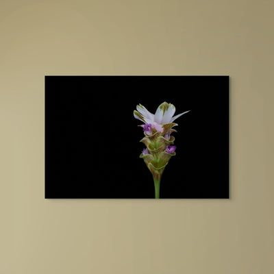 Petal Mojo