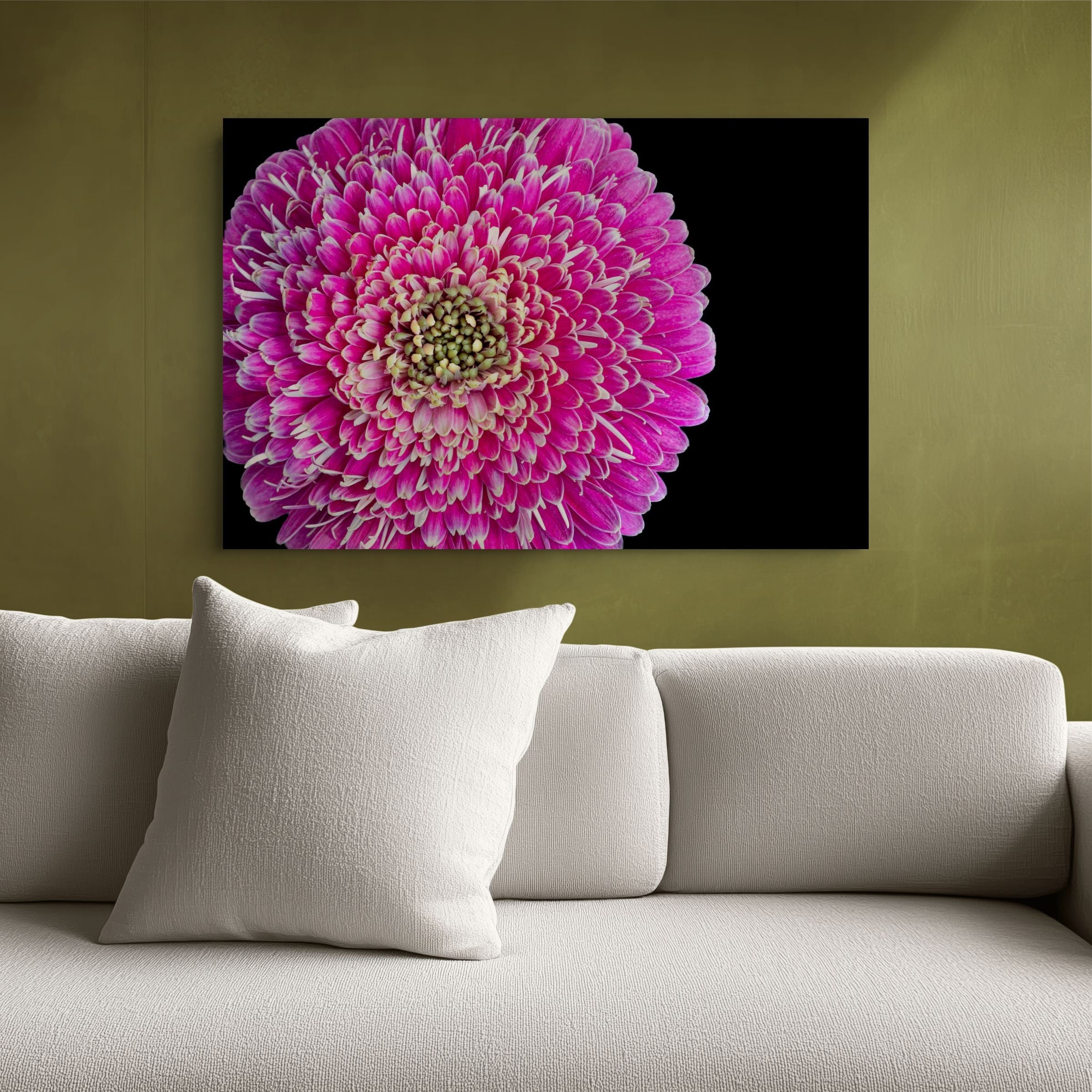 Barberton Daisy