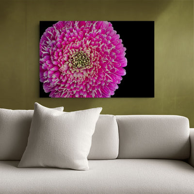 Barberton Daisy