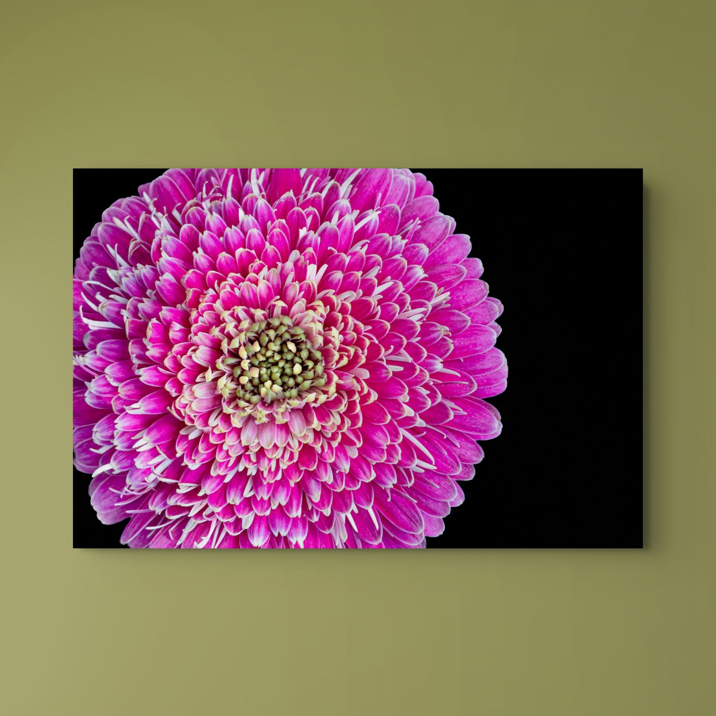 Barberton Daisy