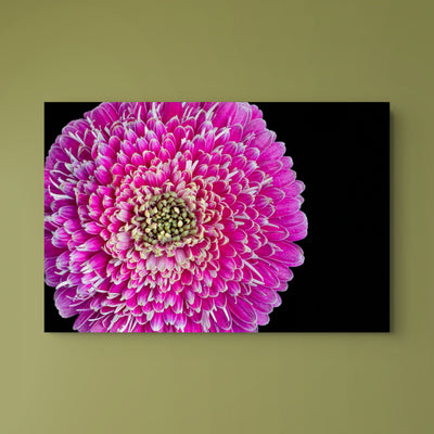 Barberton Daisy