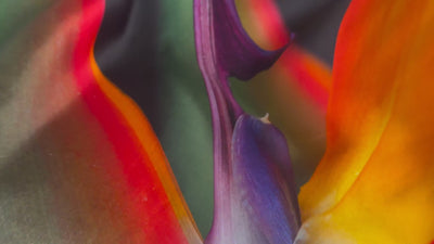 Strelitzia Scarf