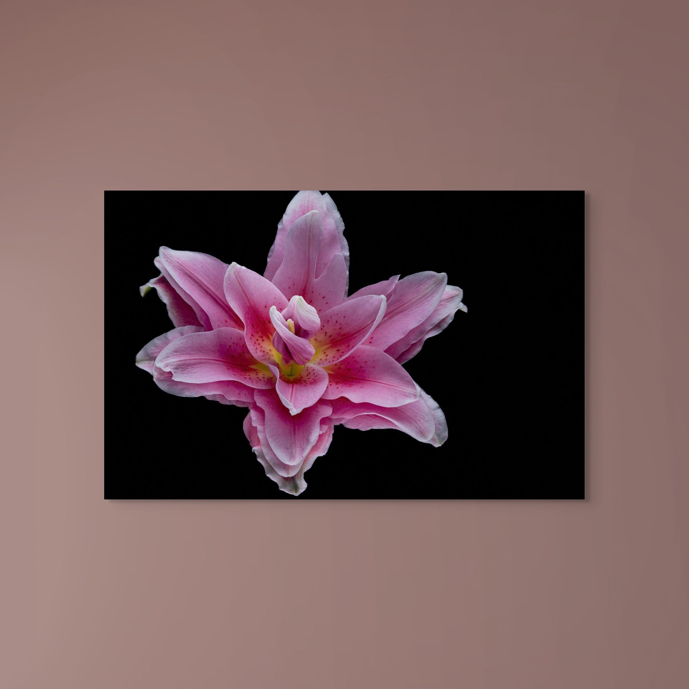 Pink Lily