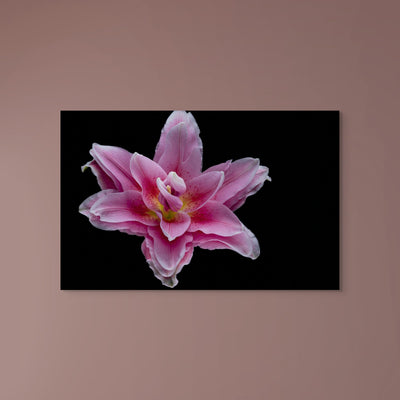 Pink Lily
